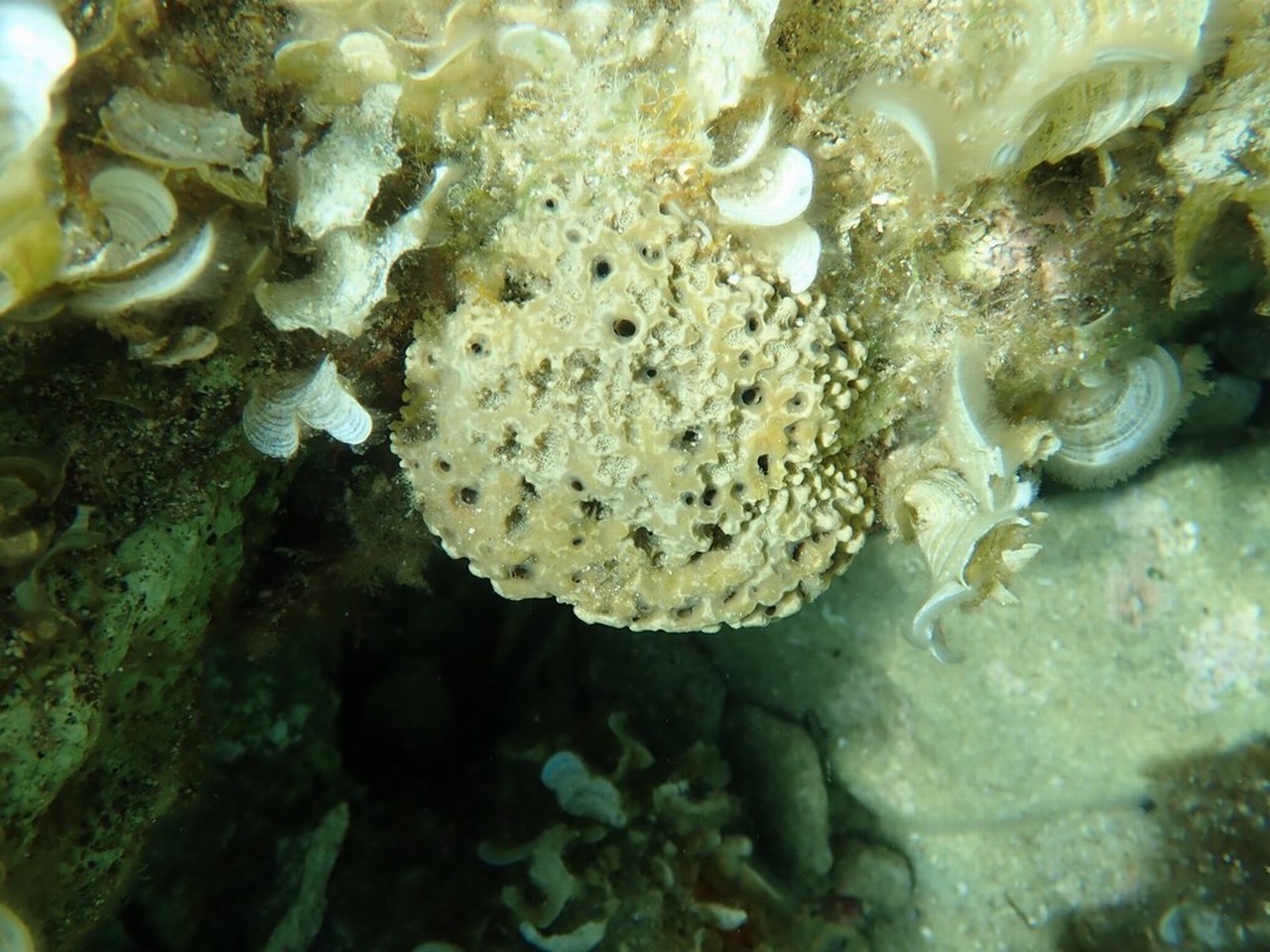 Ircinia variabilis